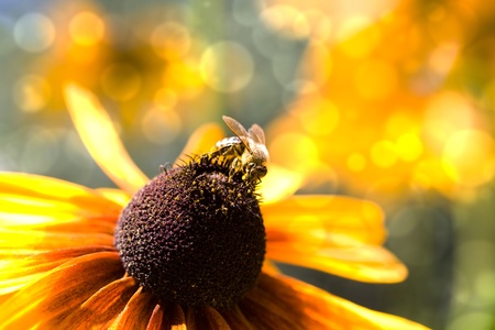 flower in garden with bee on it