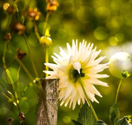white garden flower with nice bokehの写真素材