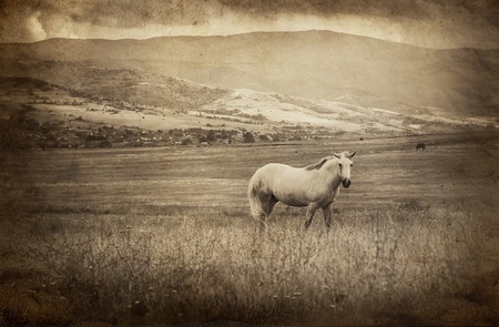 vintage picture with white horseの写真素材