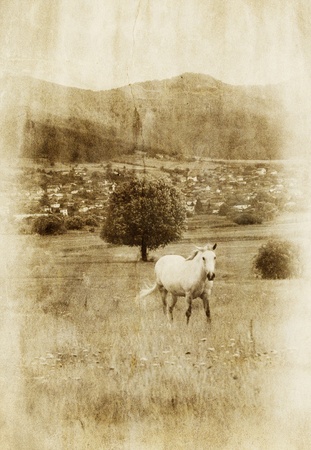 vintage old picture with white horseの写真素材