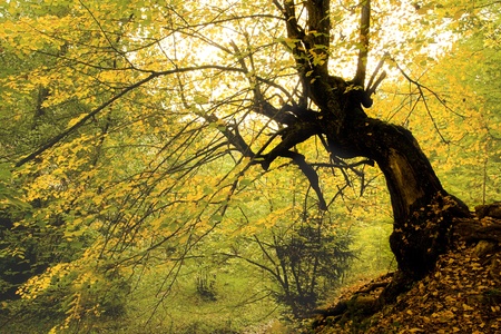 fall deep wood with single treeの写真素材