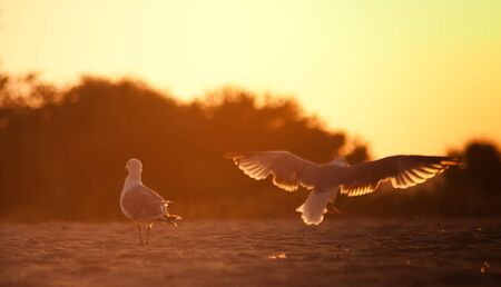 dawn time landscape with two birds in Black sea beach の写真素材