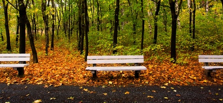 autumn park with few bench and nice background panoramic viewの写真素材