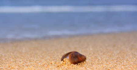Shell on a Bulgarian black sea; Close-up summer Wallpaper 