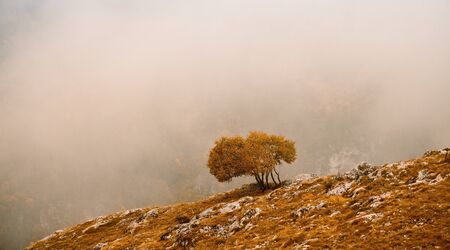 autumn foggy landscape with alone oak treeの写真素材