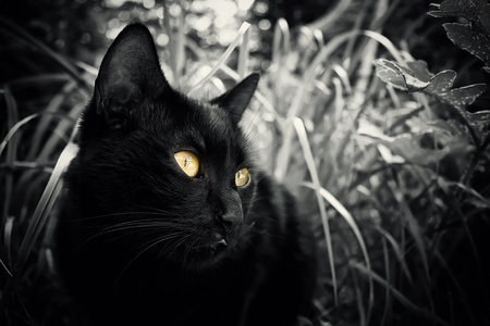 black cat with sharp yellow eyes B&W conversion の写真素材