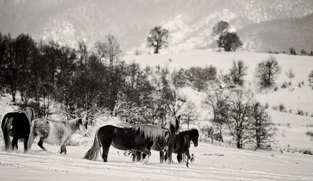 black and white winter horses landscape in bulgarian countrysideの写真素材