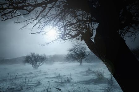 tree silhouette duotone winter landscape- blue toned の写真素材