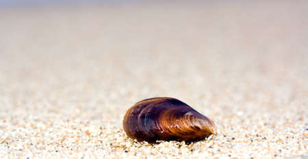 close-up shell on beach の写真素材
