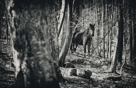 abstract black and white wild horse in deep forest 