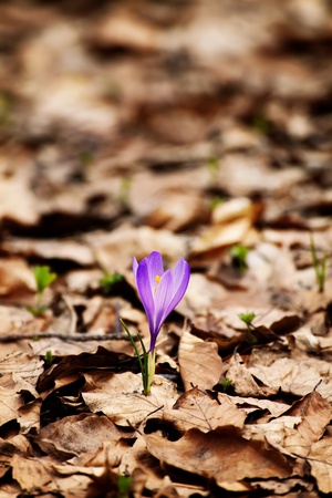 purple crocus in deep forest; spring forest landscape with single treeの写真素材