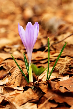 purple crocus in deep forest; spring forest landscape with single treeの写真素材