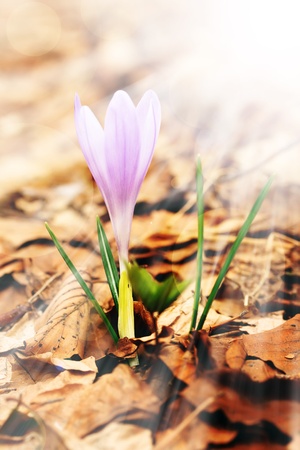 sun rays over the beautiful purple forest flowerの写真素材