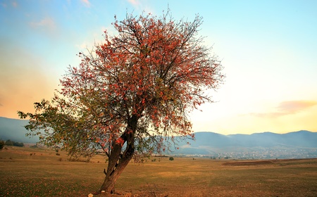 HDR single red tree over the  countryside sunset viewの写真素材