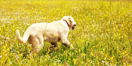 panoramic landscape with dog in yellow fieldの写真素材