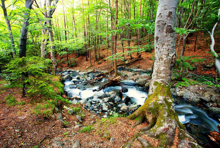 deep forest river in dusk time; tranquil scenery landscape with forest riverの写真素材