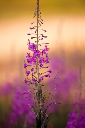 close up purple forest flower in sunset time; colorful soft focusの写真素材
