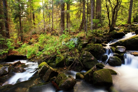 river in bulgarian deep sunny forestの写真素材