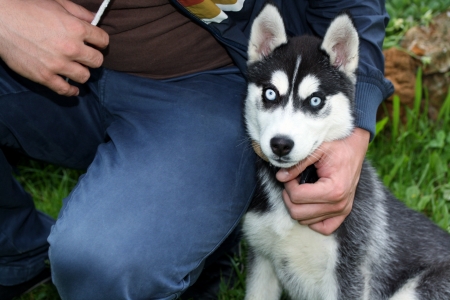 young husky and man best friendの写真素材