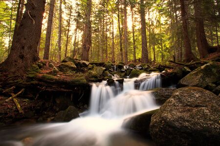 mountain stream in deep bulgarian forestの写真素材