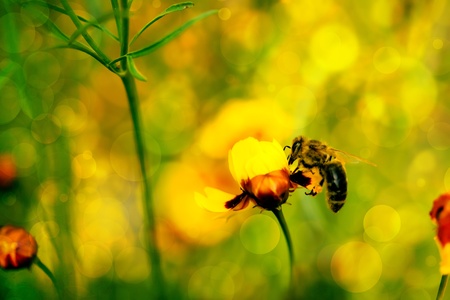 colorful bokeh nature background with yellow flower and beeの写真素材