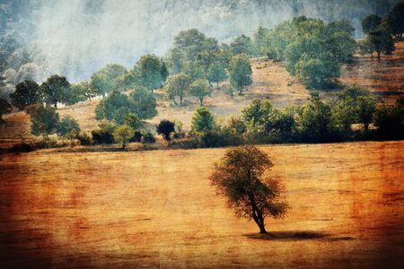 vintage autumn landscape with single tree in meadowの写真素材