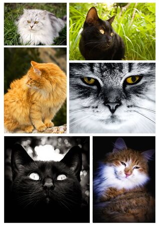 collage from several cat imageの写真素材