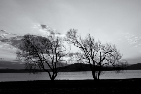 abstract tree silhouettes in black and whiteの写真素材