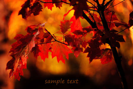 autumn cluse-up red forest leaf in sunset light; space for sample textの写真素材