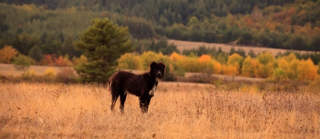 black dog in autumn meadow 