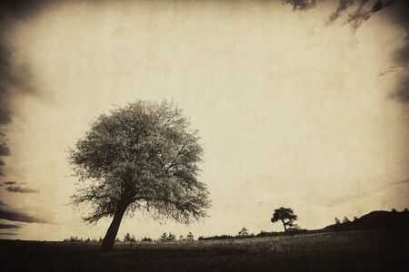 vintage old picture with alone tree の写真素材