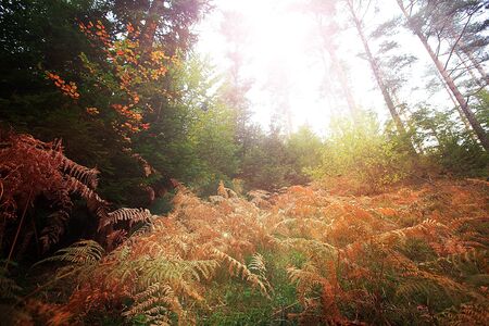 sunrise in deep autumn forest- HDR imageの写真素材