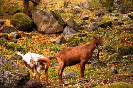 few goat in autumn forest near bulgarian villageの写真素材