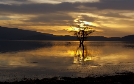 sunset over the oak tree in bulgarian lakeの写真素材
