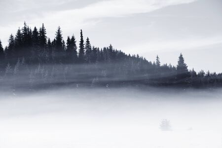 misty winter field landscape in black and white の写真素材