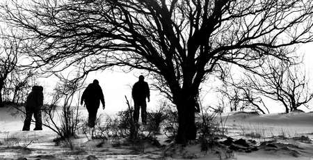 abstract high contrasted black and white silhouetted natureの写真素材