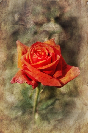 macro red textured rose- romantic abstract backgroundの写真素材