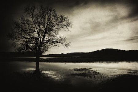 abstract vintage old picture with alone tree silhouetteの写真素材