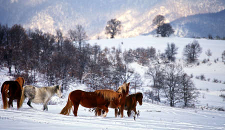 wild horses in winter forest の写真素材