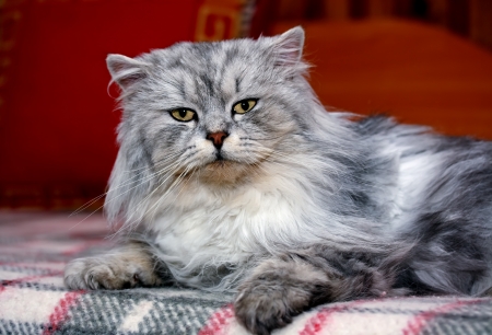 beautiful fury domestic cat on the couchの写真素材
