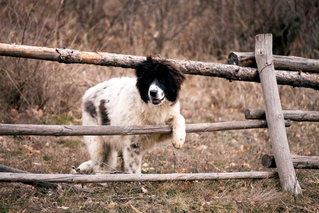bulgarian sheep dog の写真素材