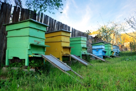 several bee house in spring country place の写真素材