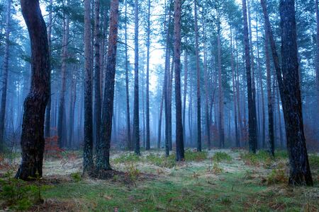 scenic fogy misty forest in sunrise 