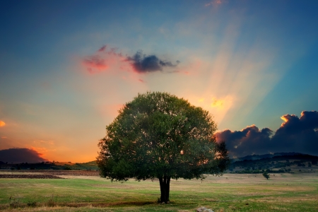 alone tree in sunset- HDR dramatic nature landscape alone tree in sunset- HDR dramatic nature landscape