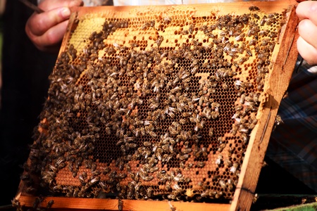 bee nest care from humans