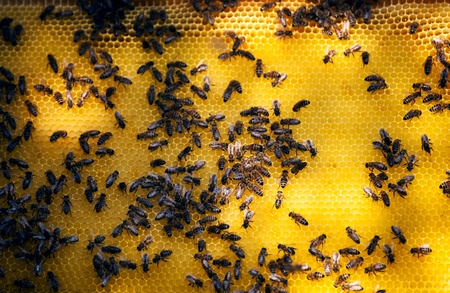 bee nest close-up; macro agricultural bee backgroundの写真素材