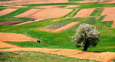 scenic bulgarian farmland landscape in Rhodope mountain