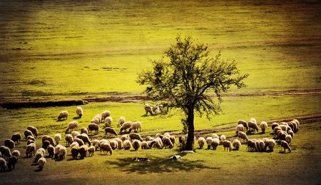 pastoral antique farmland background with sheep goat and several dogsの写真素材