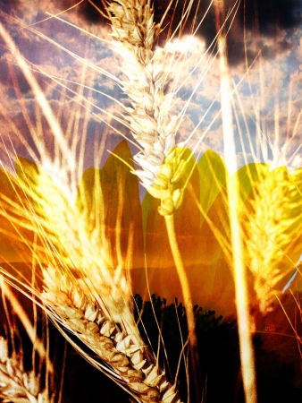 abstract golden background with seeds and clouds- collage from several imageの写真素材