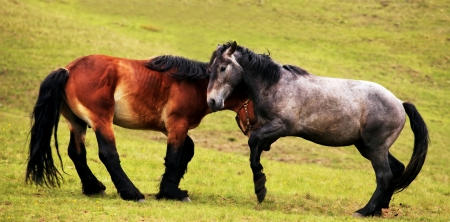 panoramic landscape with two horses in green meadows